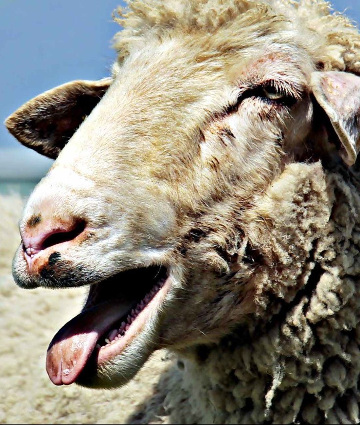 agriculture animal blur close up