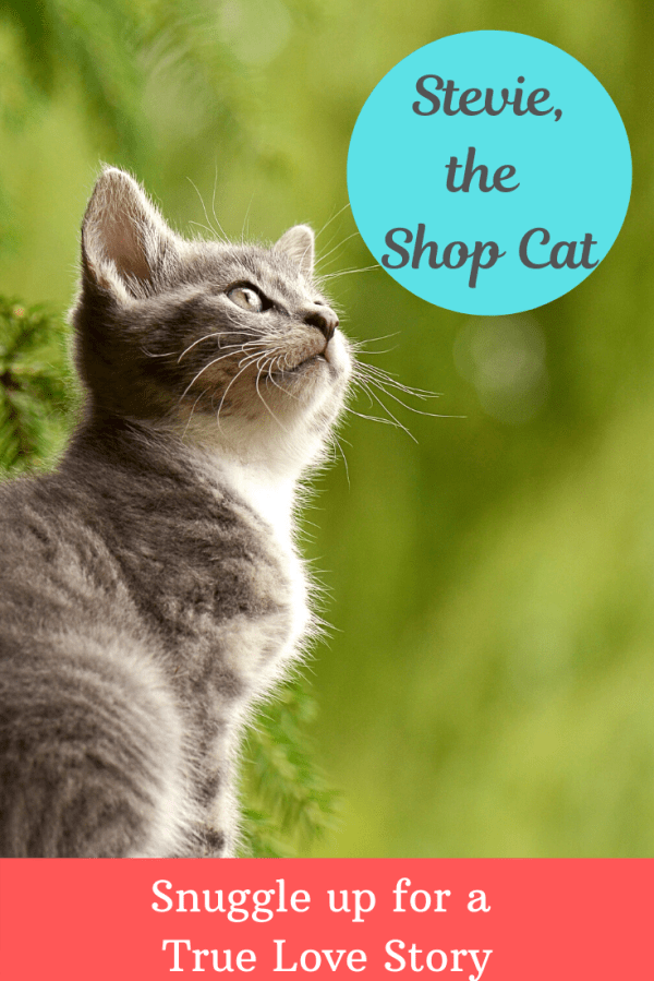 "I’m praying we get to keep Stevie..." For a parent who dislikes animals, these are dangerous words to hear. Find out how our family came to love Stevie, the shop cat.